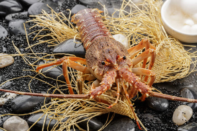 澳洲鲜活龙虾仔