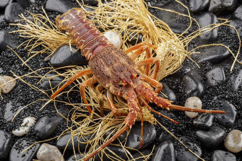 澳洲鲜活龙虾仔