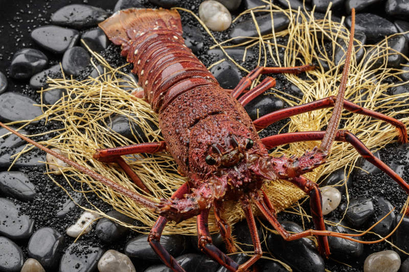 澳洲鮮活大龍蝦