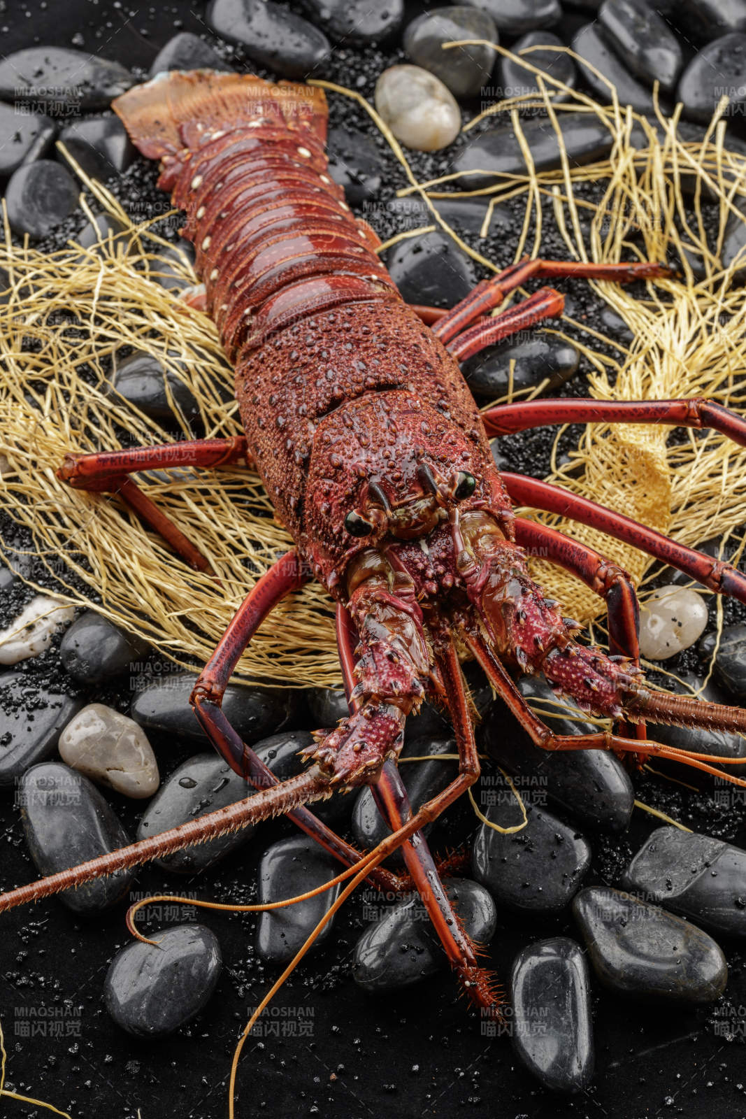 澳洲鮮活大龍蝦