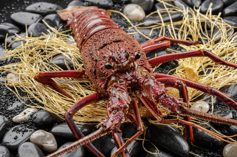 澳洲鮮活大龍蝦