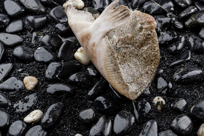 鲜活深海多宝鱼