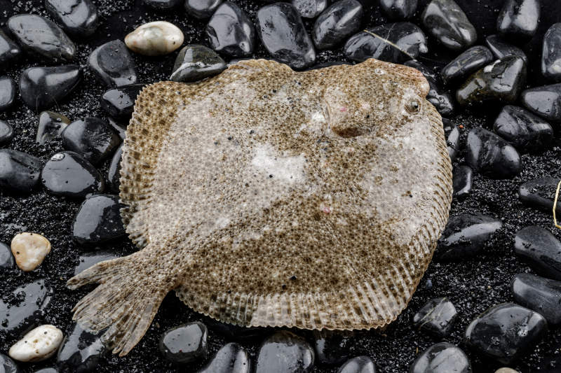 鲜活深海多宝鱼