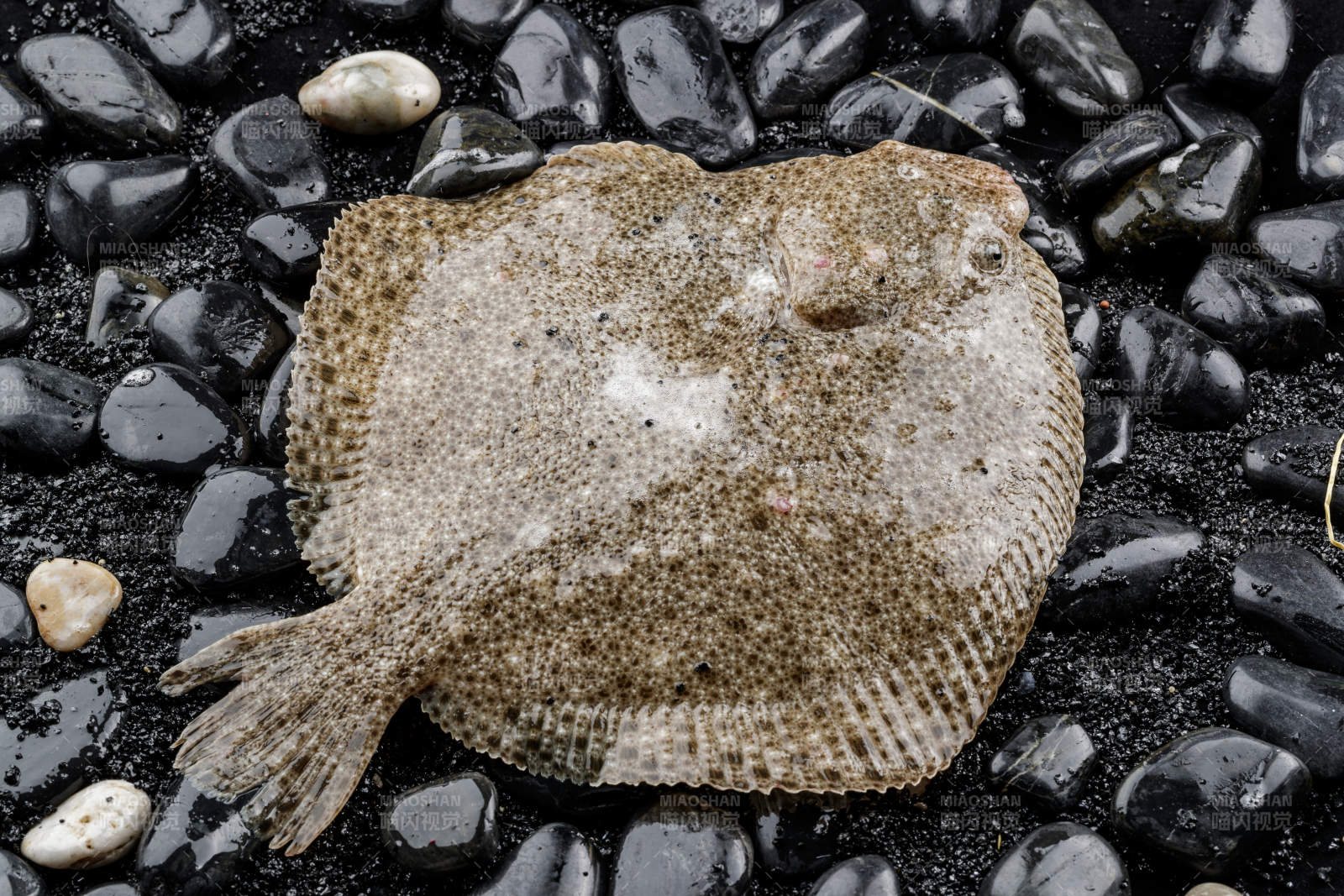 鲜活深海多宝鱼