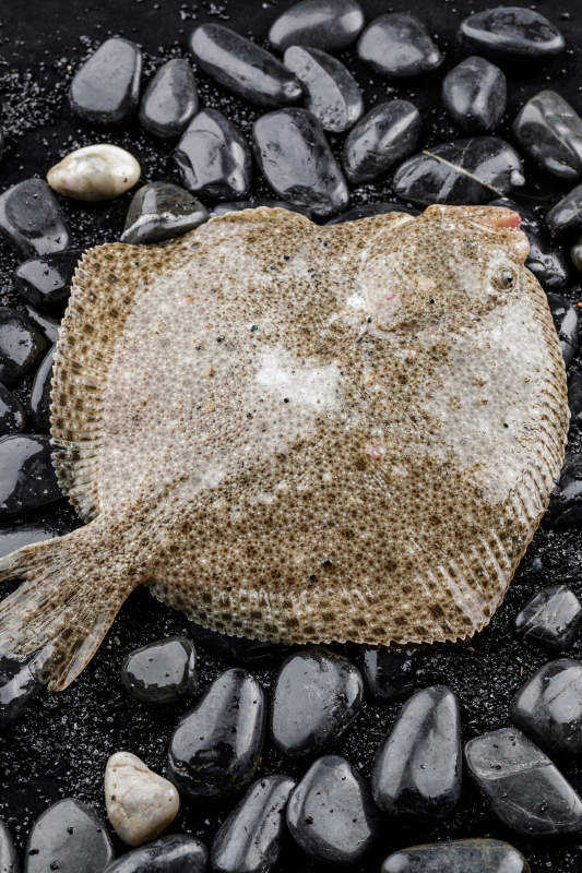 鲜活深海多宝鱼