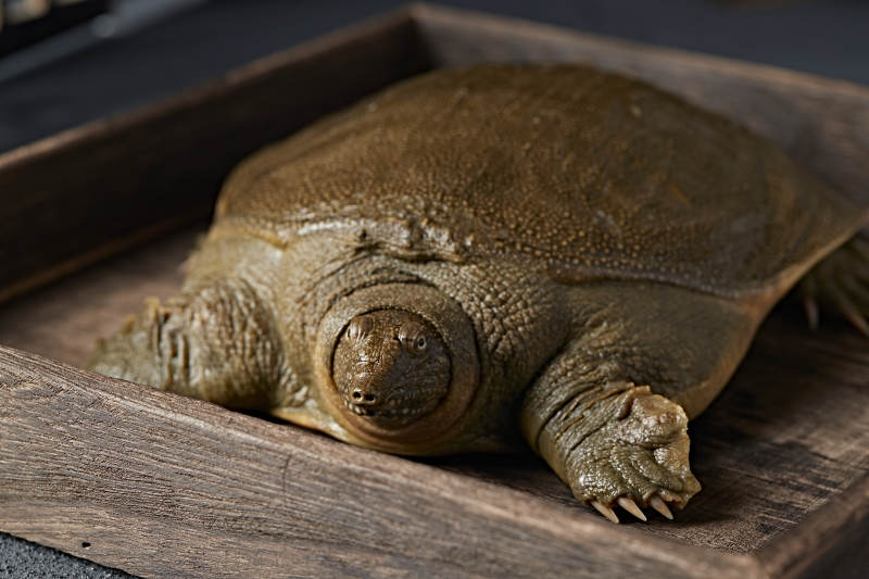 一只生猛鲜活的甲鱼