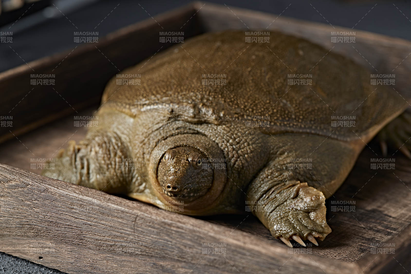 一只生猛鮮活的甲魚