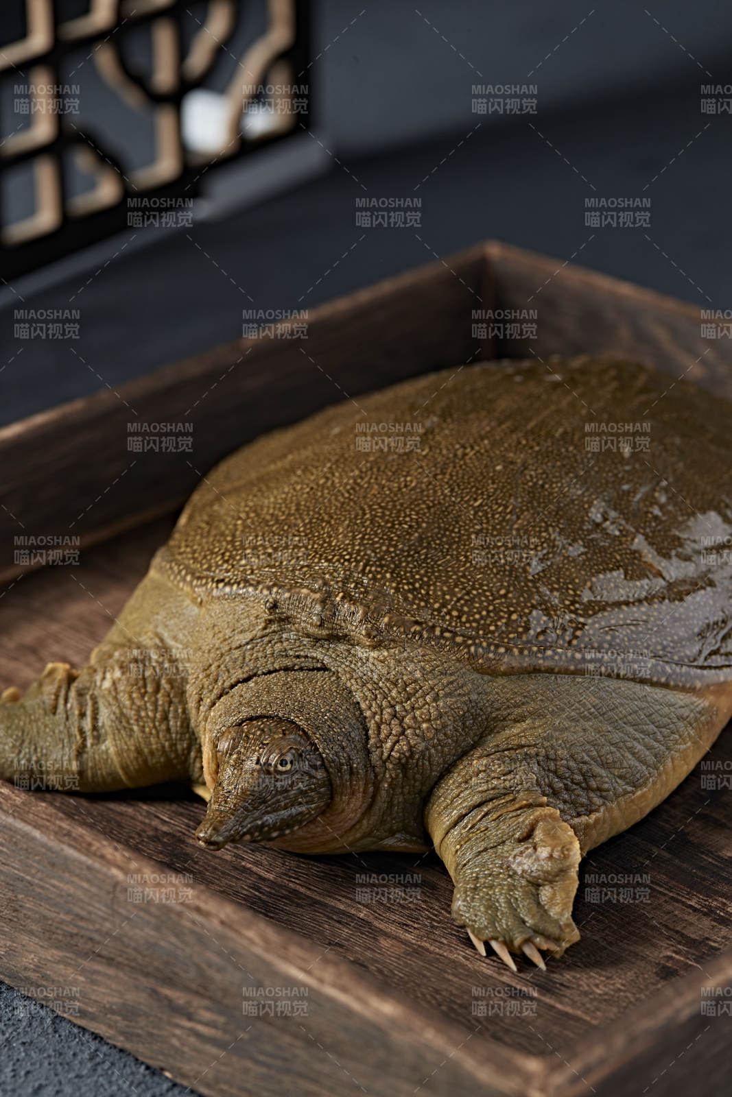 一只生猛鮮活的甲魚