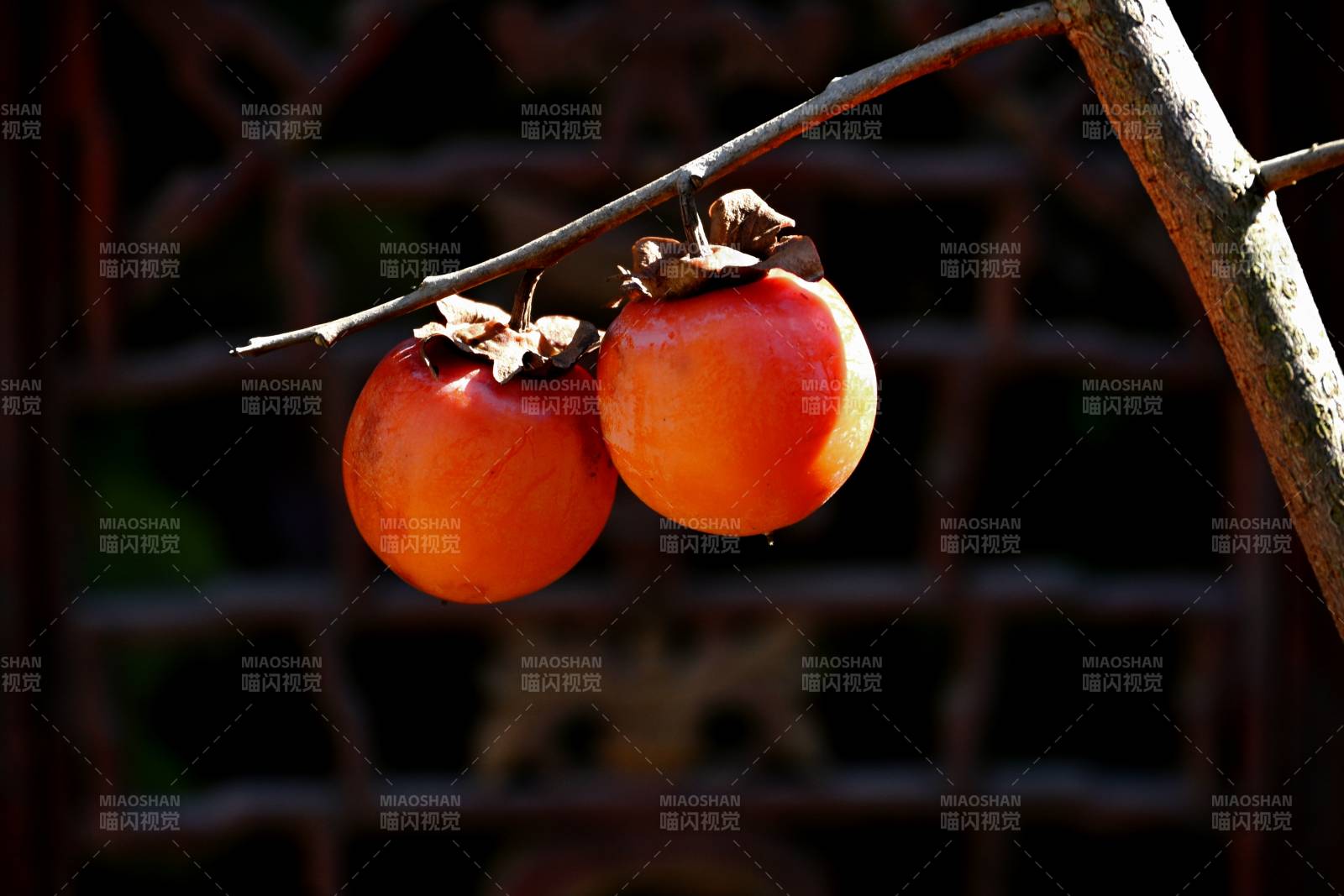 枝头双柿映秋光