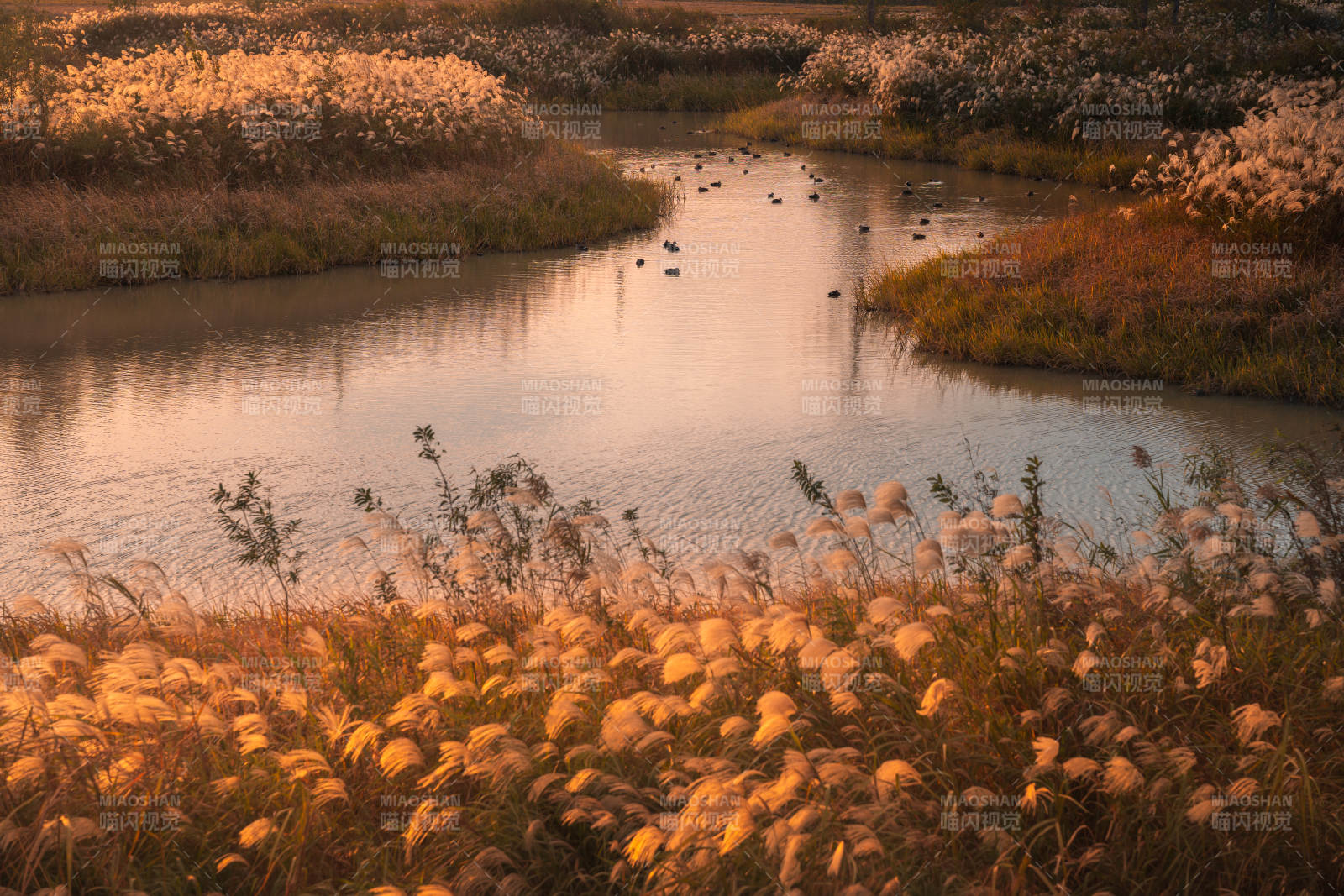 秋水芦花映斜阳