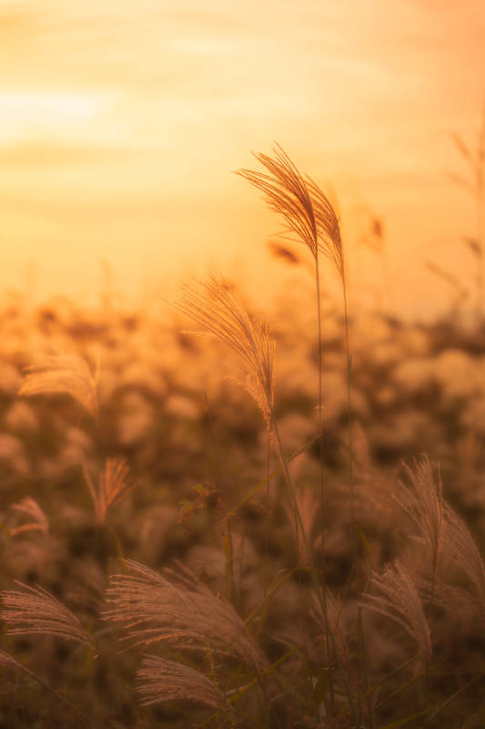 夕阳下的芦苇丛