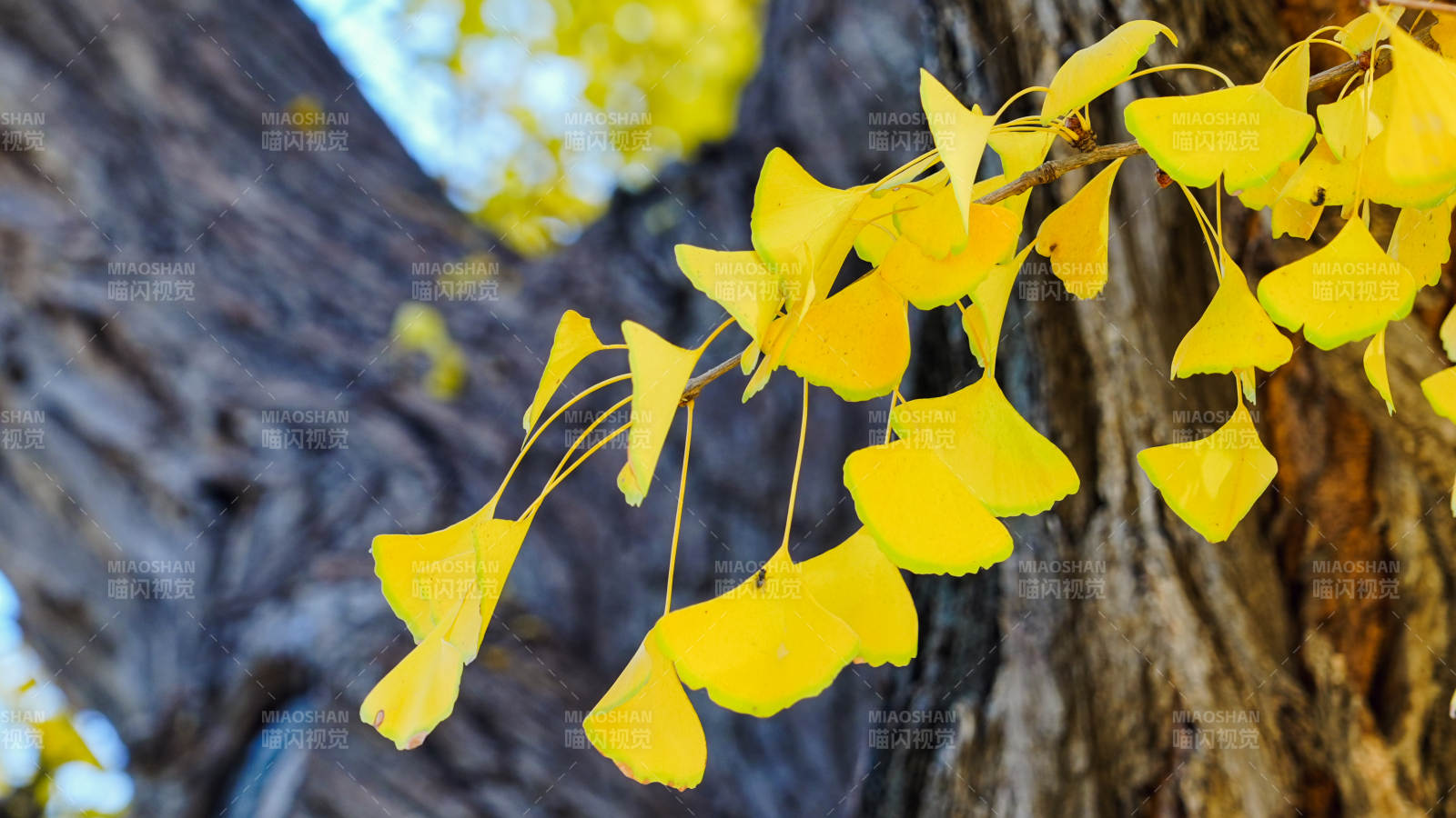 银杏叶黄秋意浓