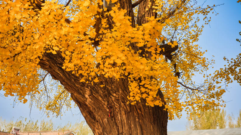 金秋银杏树