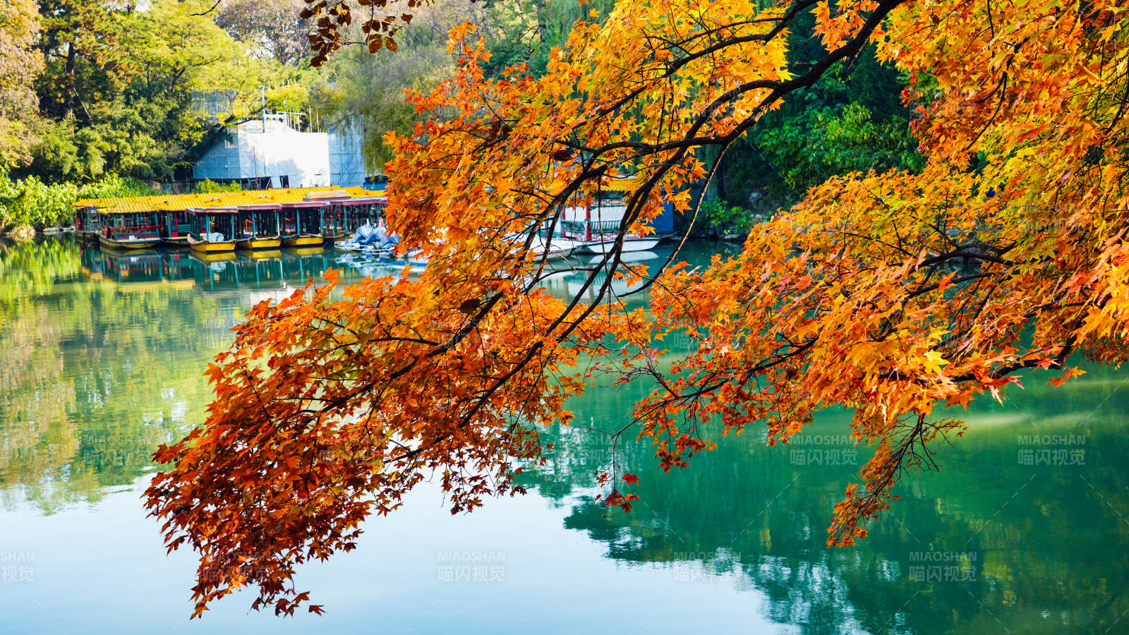 頤和園后溪湖秋湖映彩葉