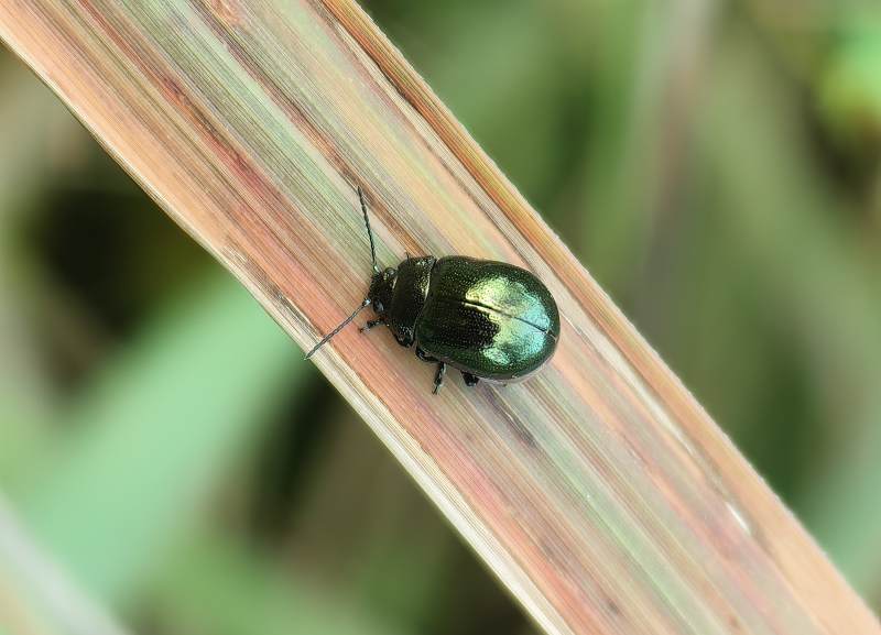 绿甲虫栖息草叶