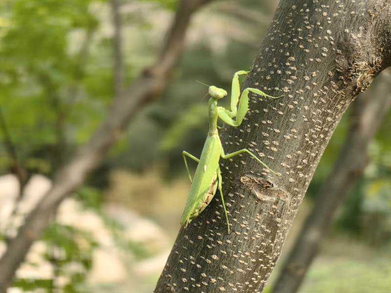 绿螳螂栖树干