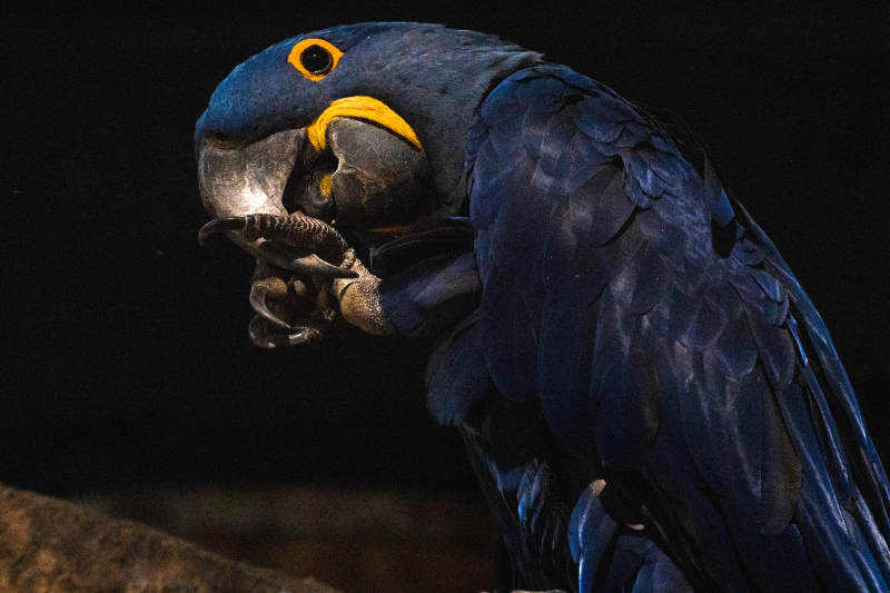 蓝鹦鹉凝视爪中物