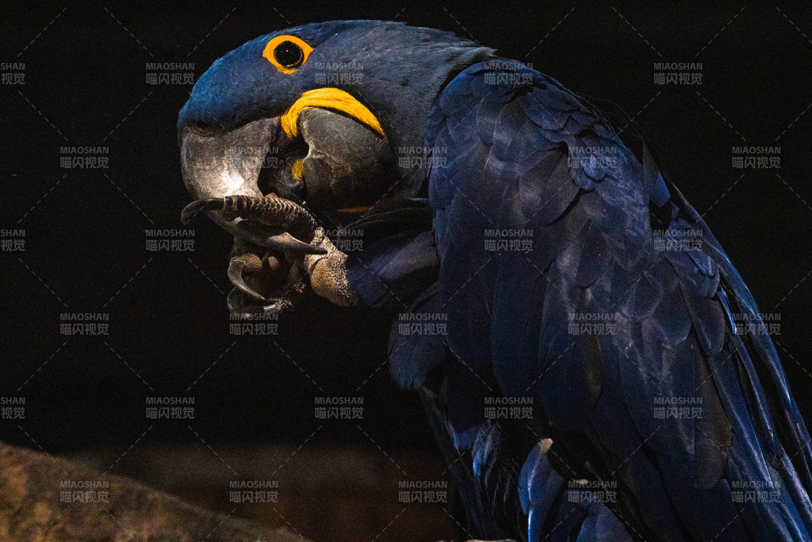 蓝鹦鹉凝视爪中物