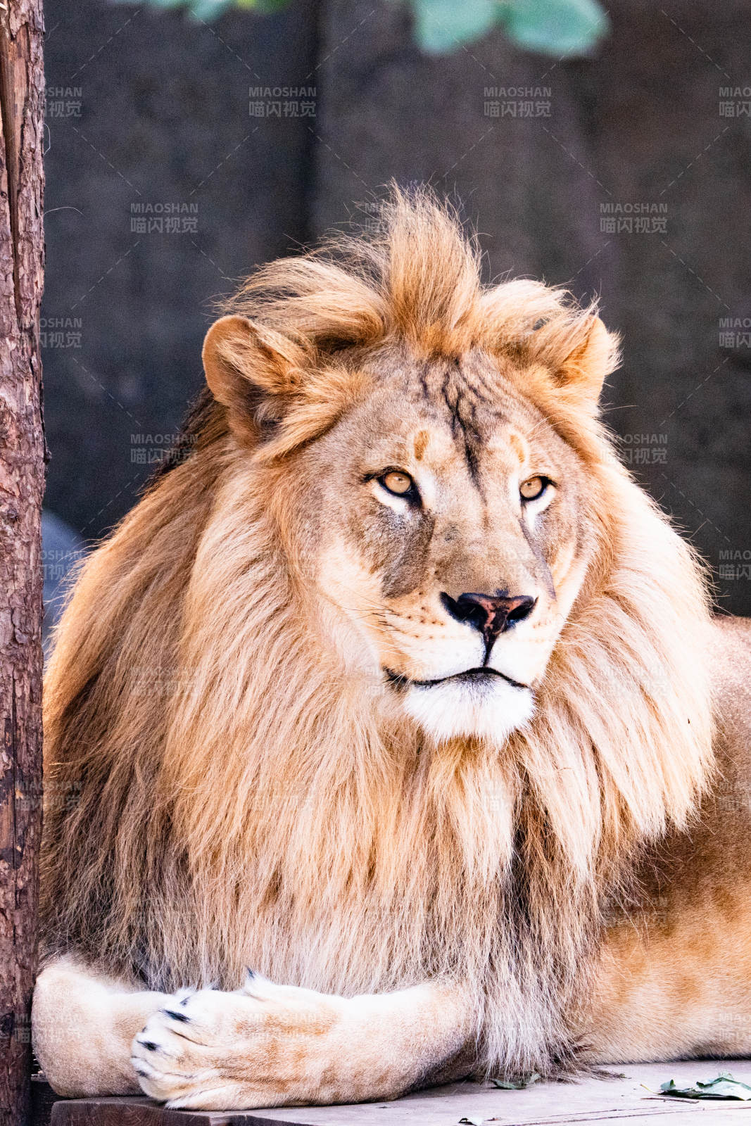 雄狮静卧凝视