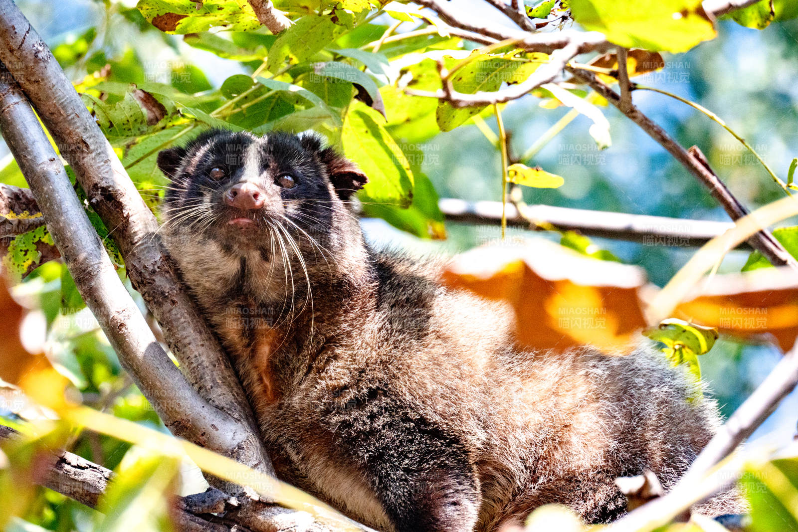树上慵懒的鼬獾
