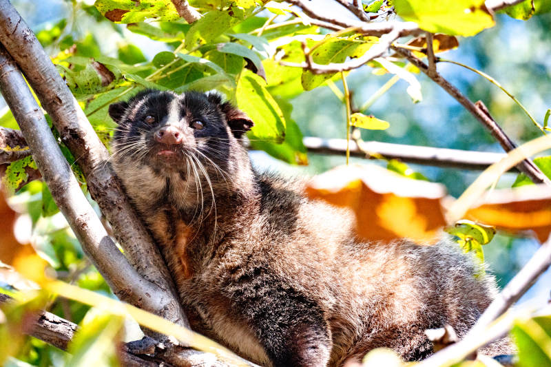 树上慵懒的鼬獾
