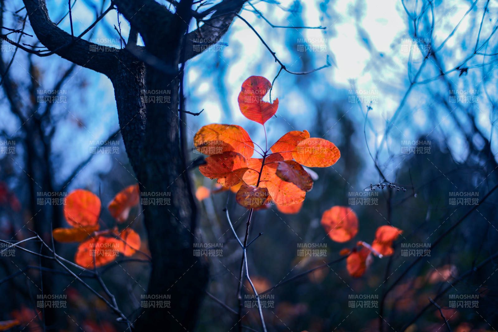 秋叶映蓝光
