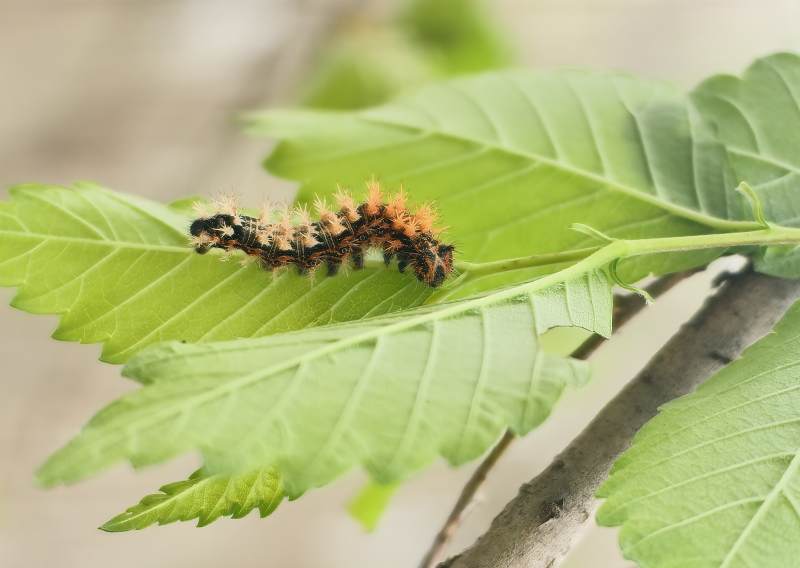 毛虫啃食绿叶