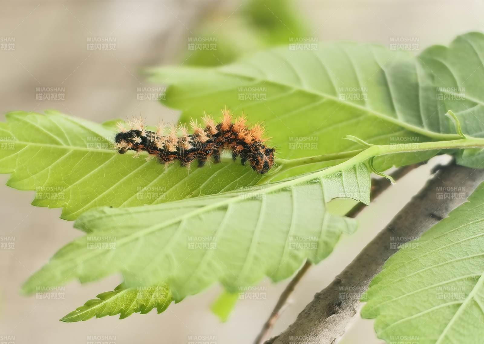 毛虫啃食绿叶
