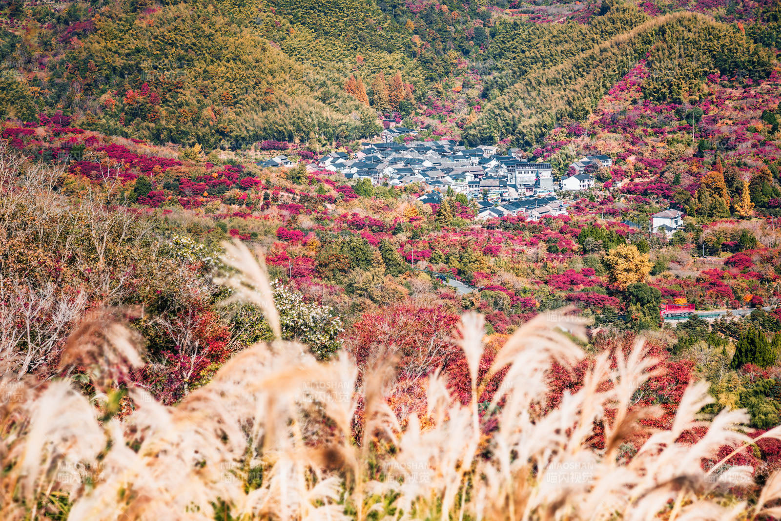 秋山花海 蘆葦搖曳  寧波