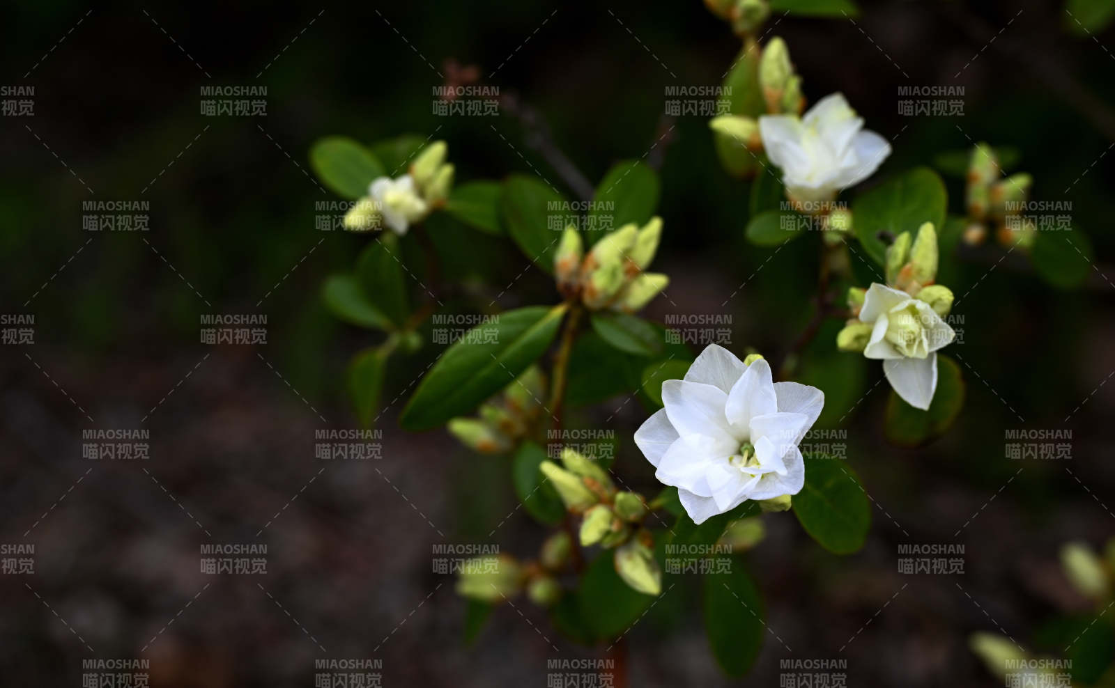 潔白杜鵑花綻放