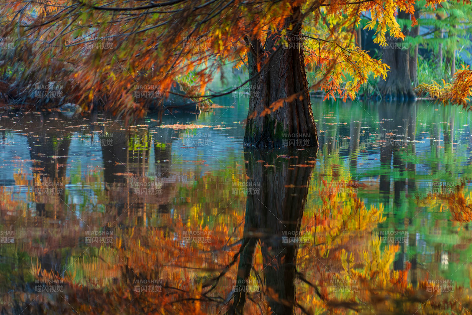 明孝陵燕雀湖落羽杉秋色