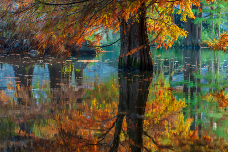明孝陵燕雀湖落羽杉秋色
