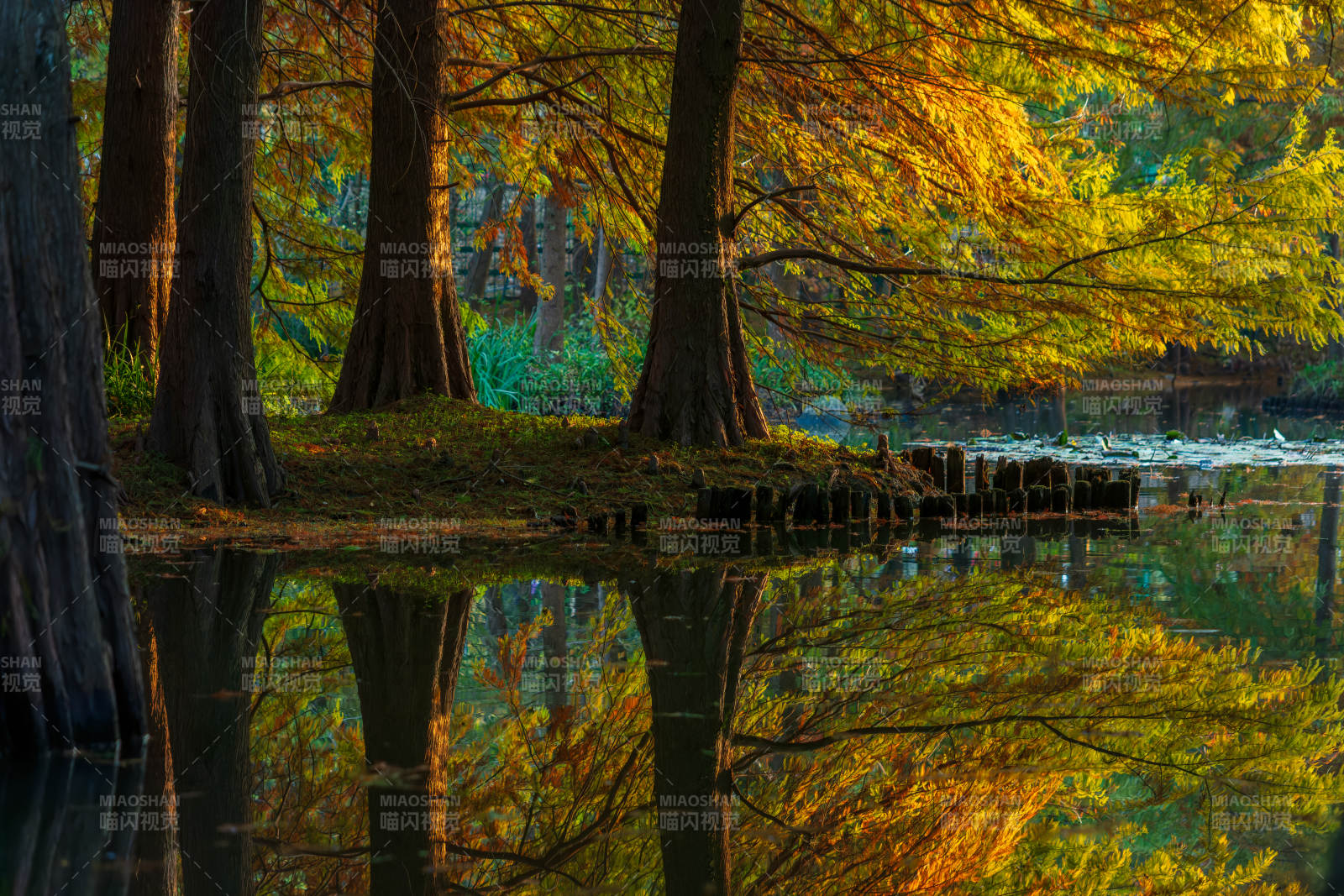 明孝陵燕雀湖落羽杉秋色
