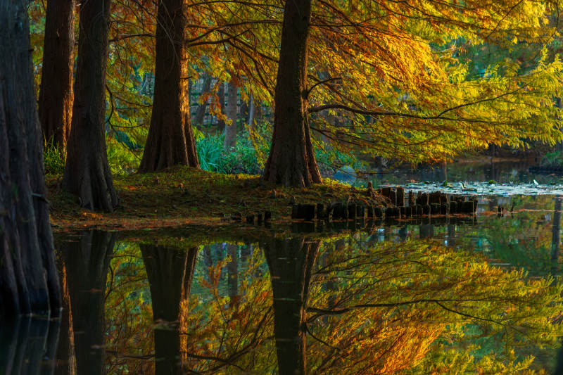 明孝陵燕雀湖落羽杉秋色