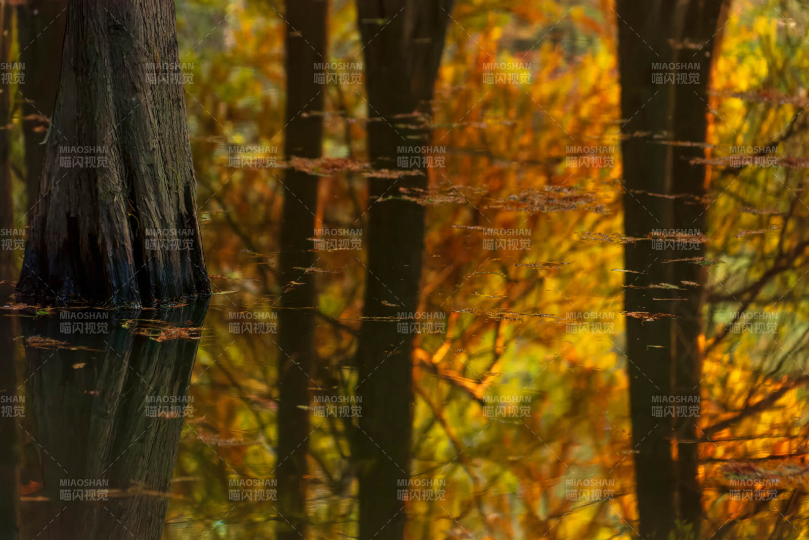 明孝陵燕雀湖落羽杉秋色