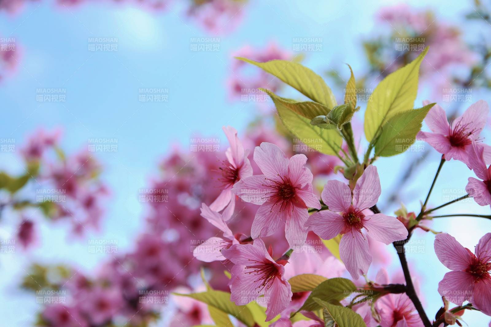 樱花绽放春日美