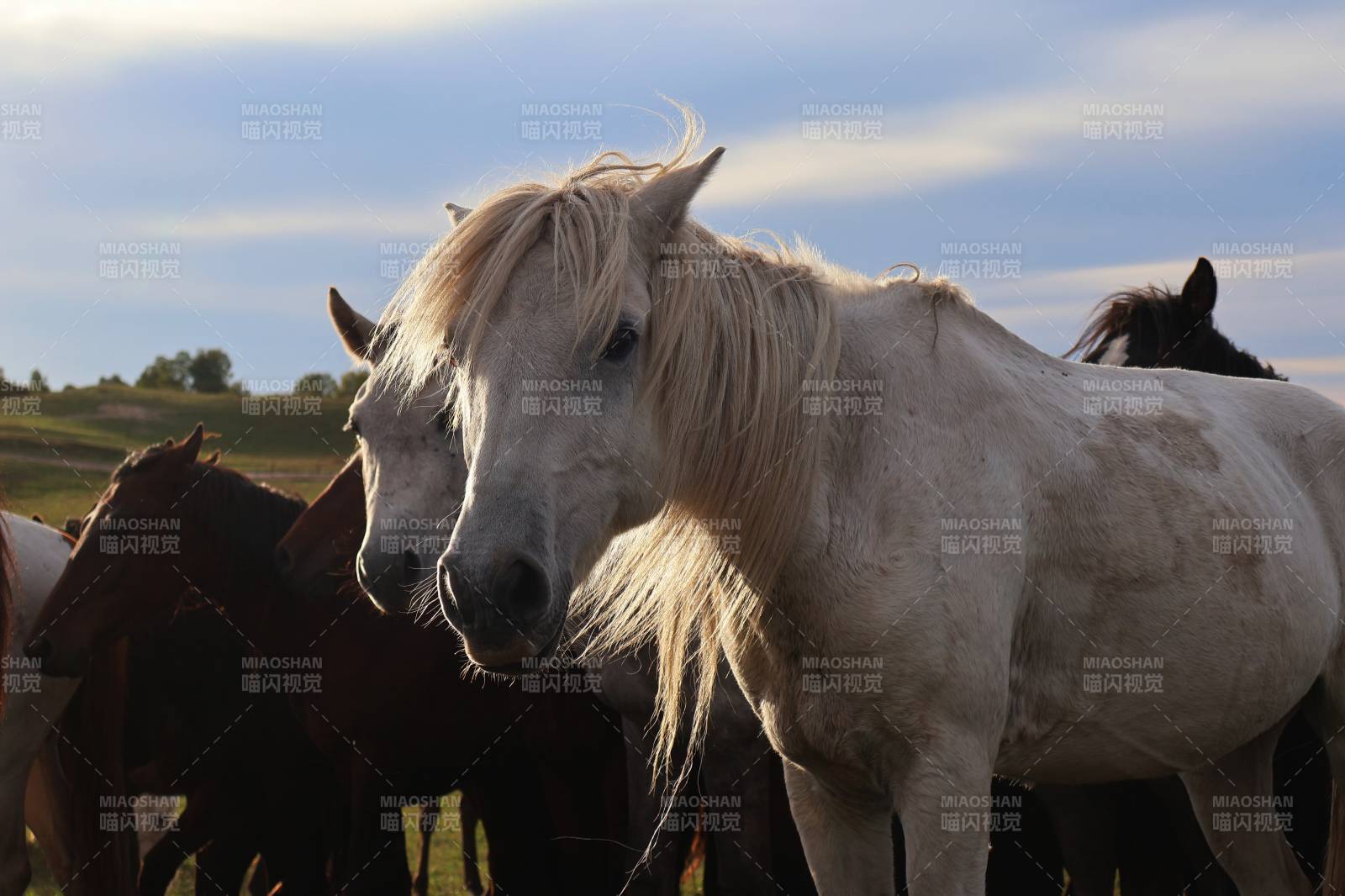 白马群影