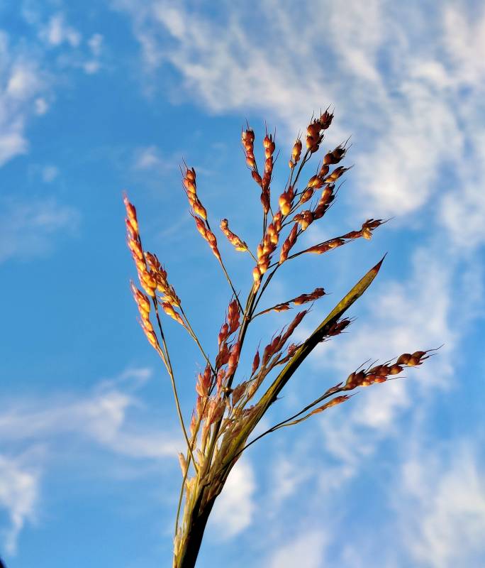 金穗迎风舞蓝天