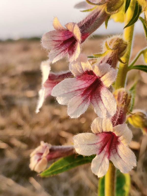 野花绽放 粉白相间