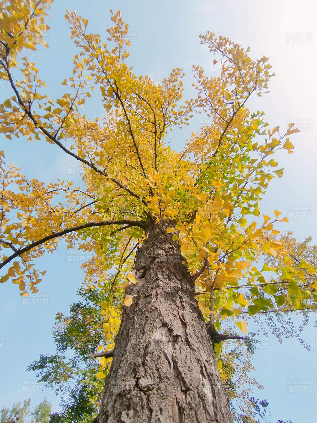 秋樹仰望藍(lán)天