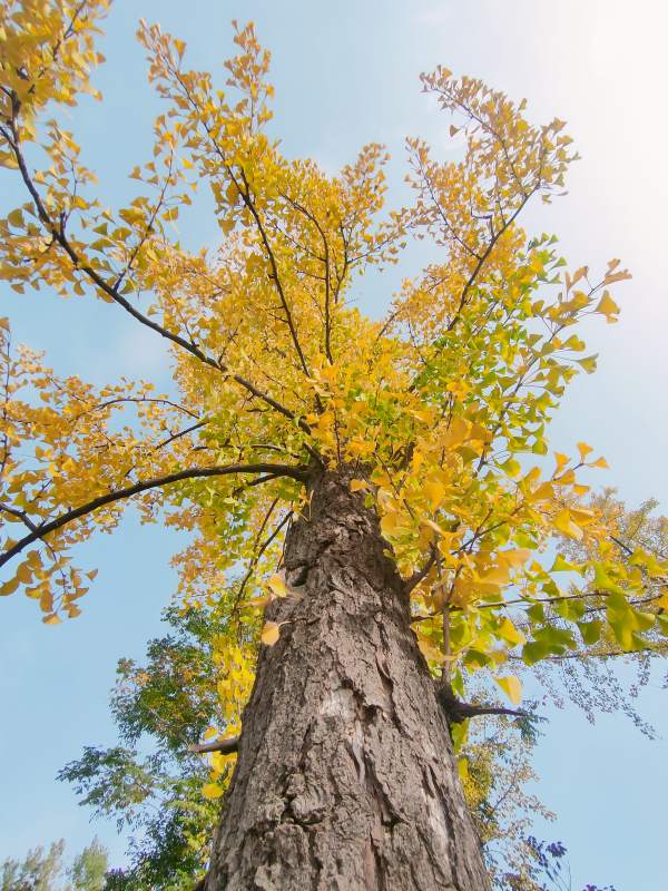 秋樹仰望藍(lán)天