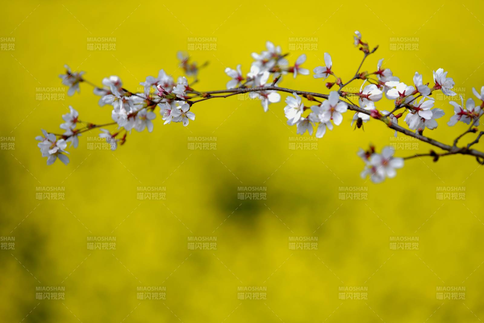 樱花绽放 春意盎然