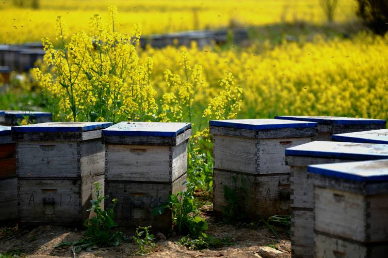 蜂箱与油菜花田