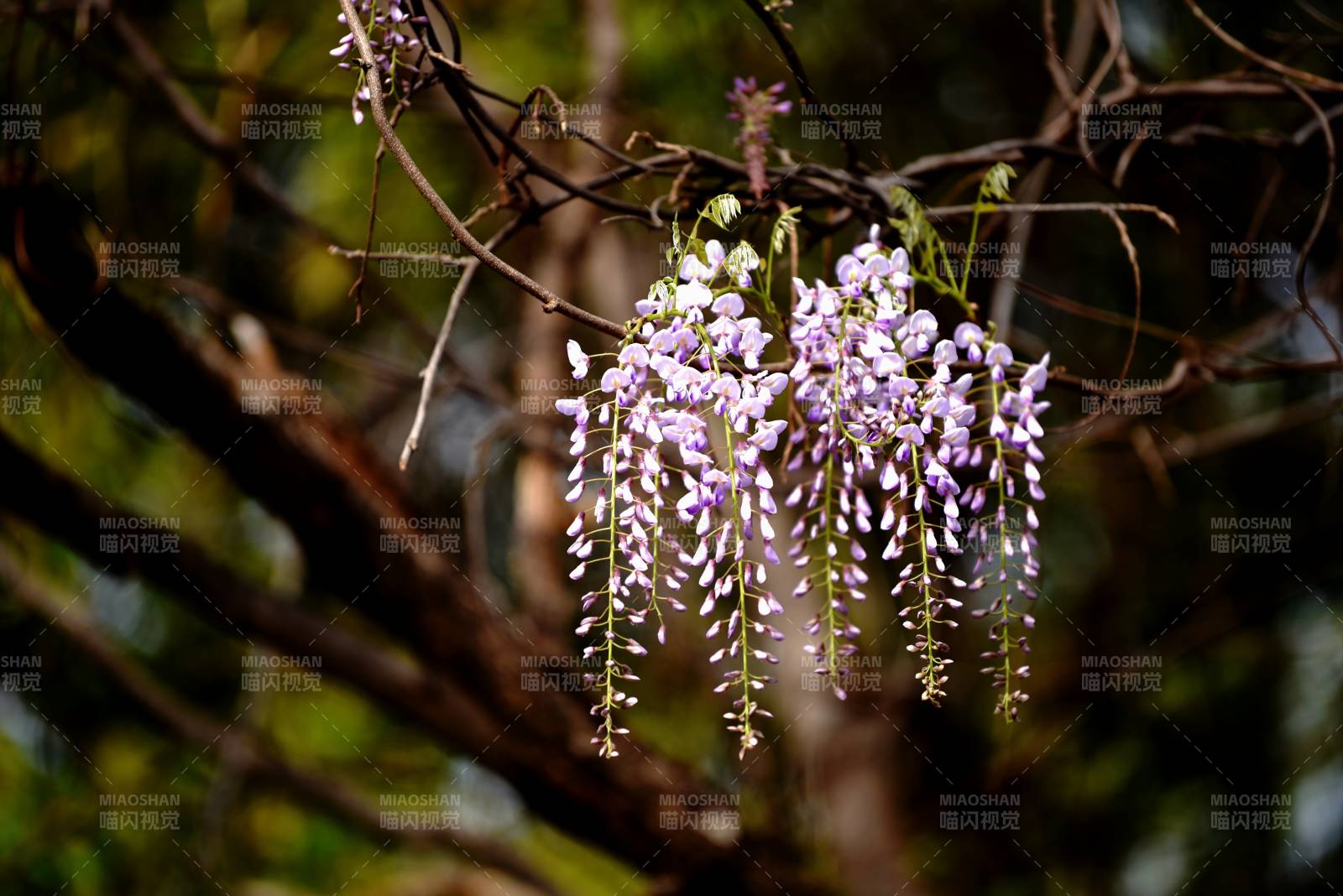 紫藤花垂枝绽放