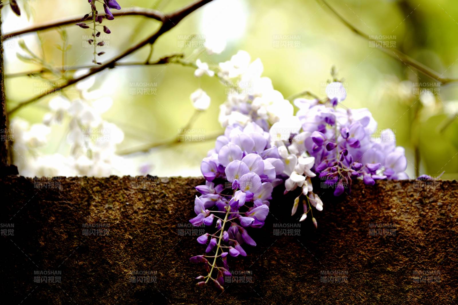 紫藤花垂挂石墙