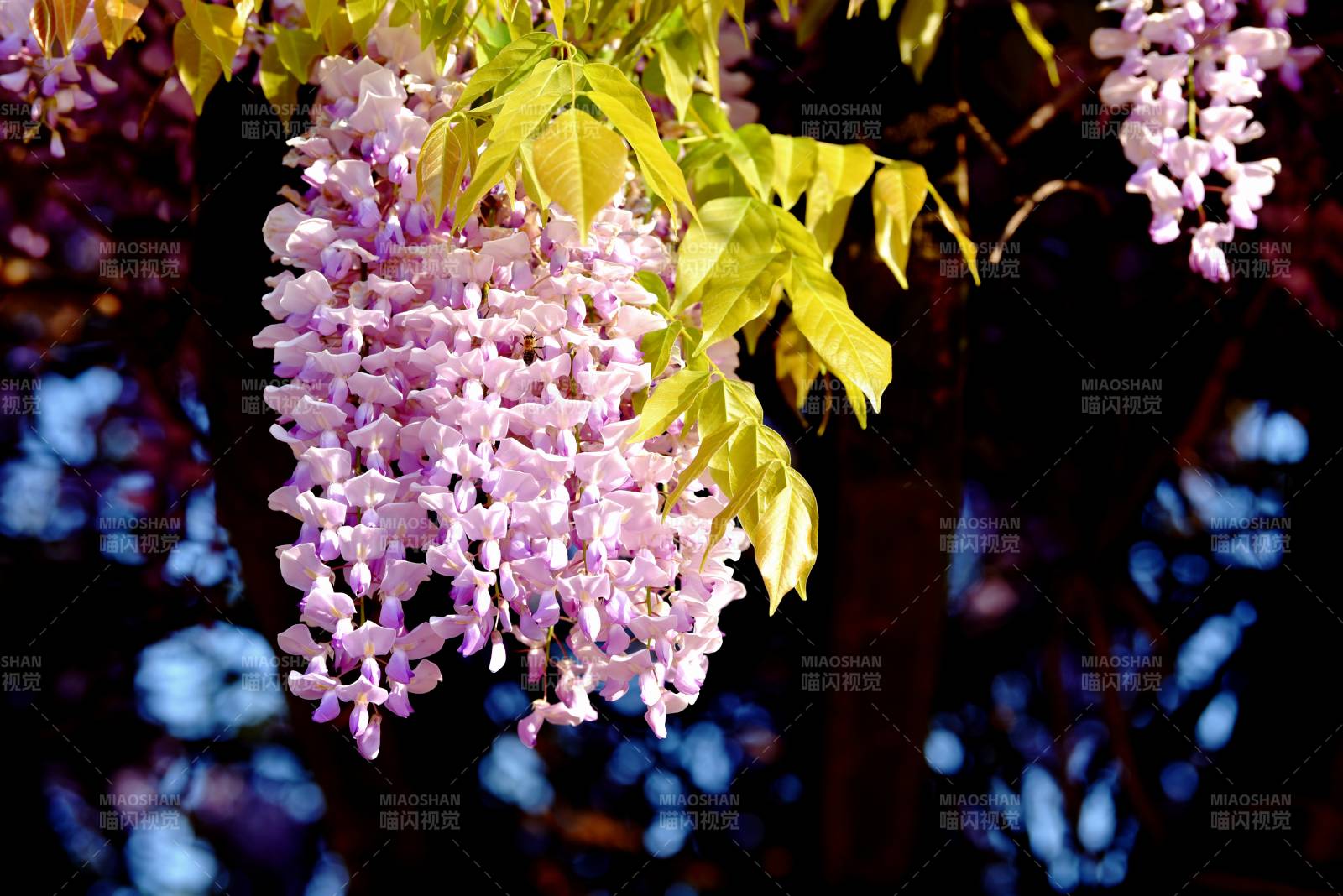 紫藤花垂枝绽放