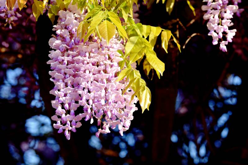 紫藤花垂枝绽放