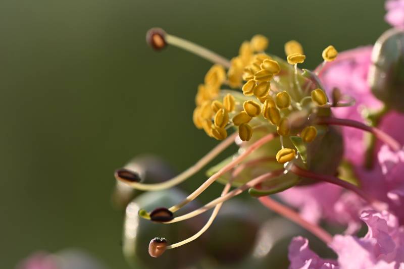 紫微花花蕊特写
