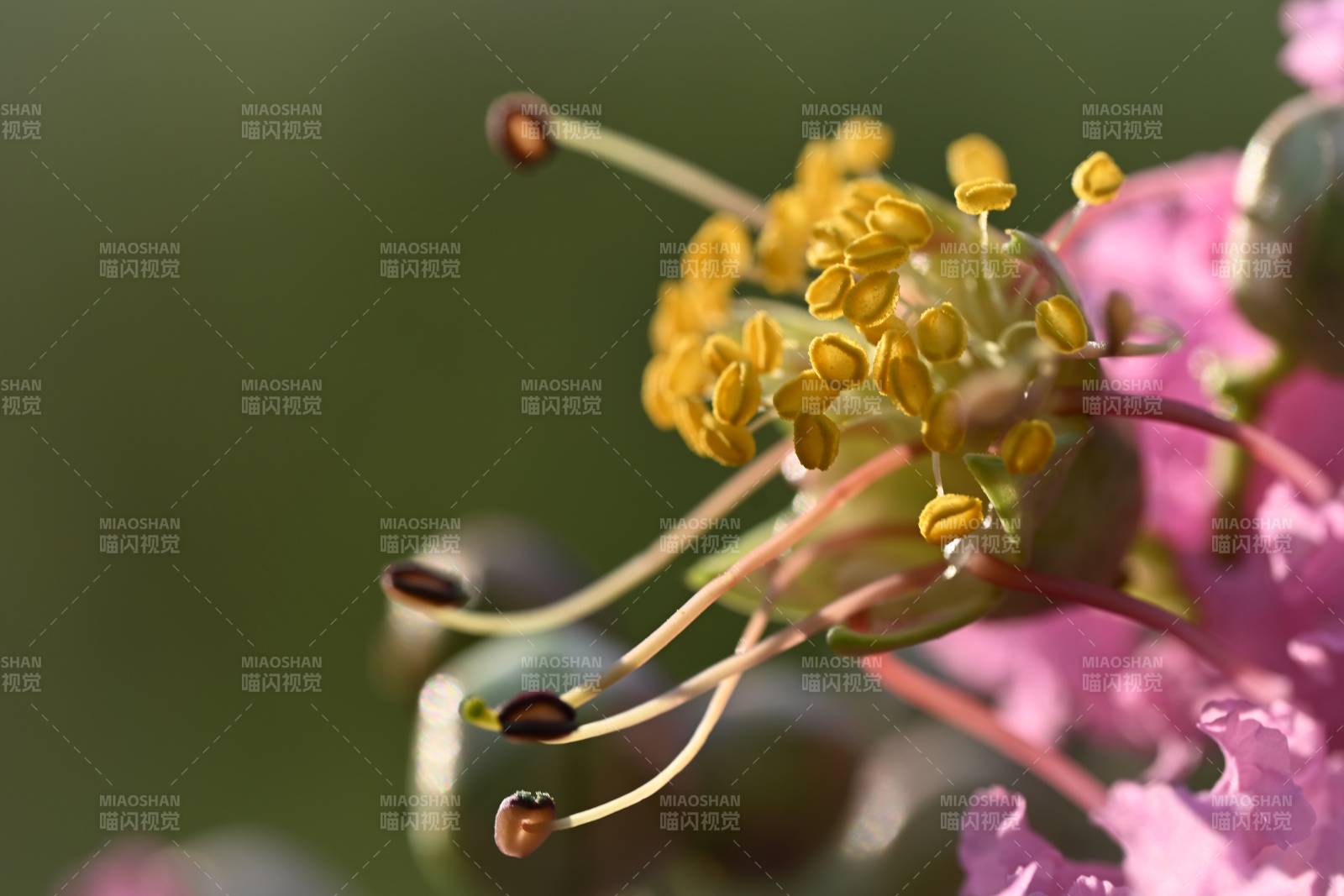 紫微花花蕊特写