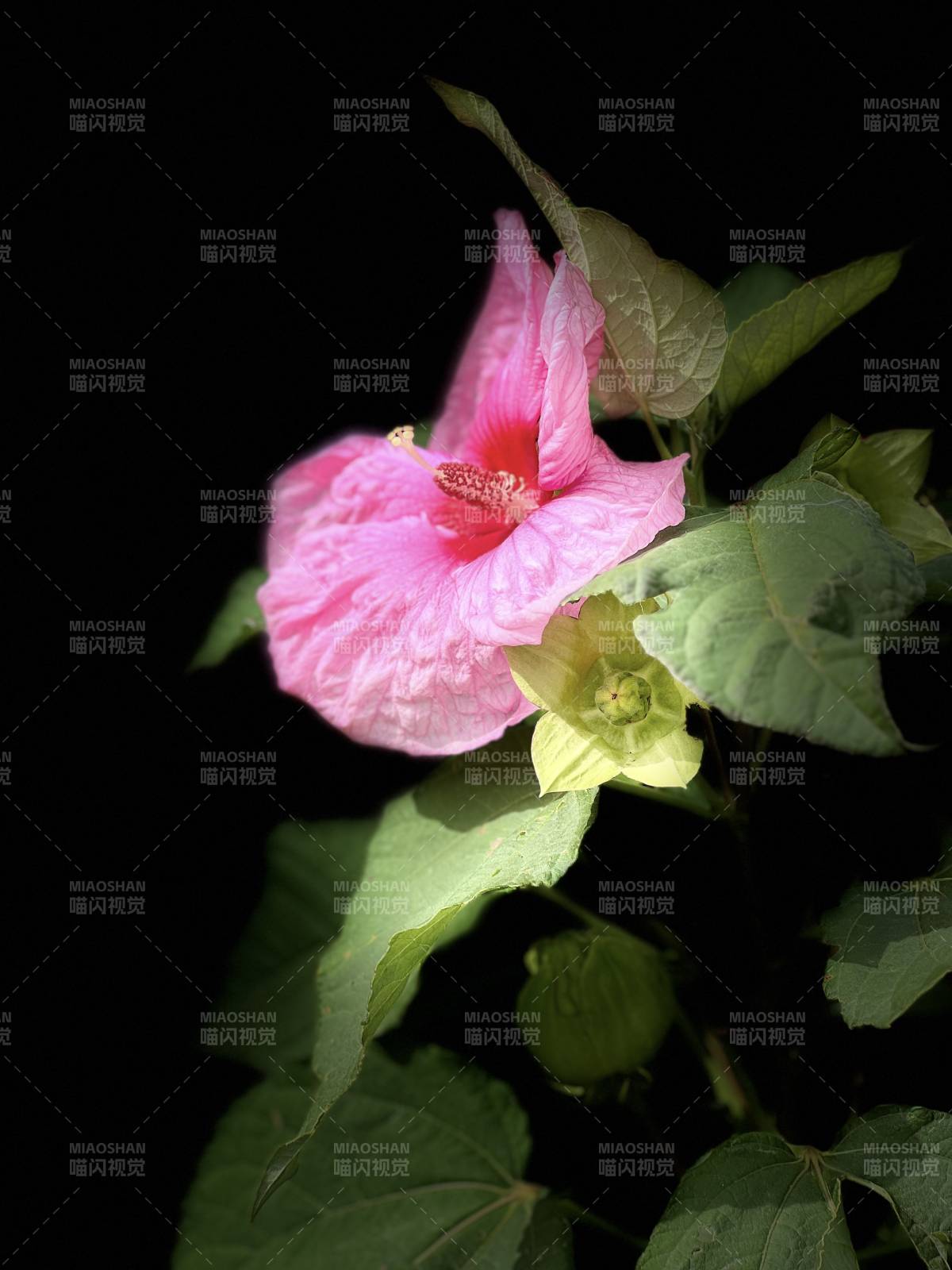 粉红木槿花绽放